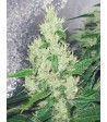 Y Griega (x3) - Medical Seeds