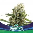 Moby-D Auto XXL (x4) - BSF - 1