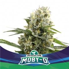 Moby-D Auto XXL (x4) - BSF - 1