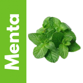 Semillas de Menta | Tricomar Growshop