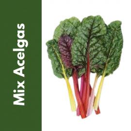 Semillas Mix de Acelgas de Colores | Tricomar Growshop