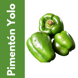Semillas de Pimentón Yolo Wonder | Tricomar Growshop