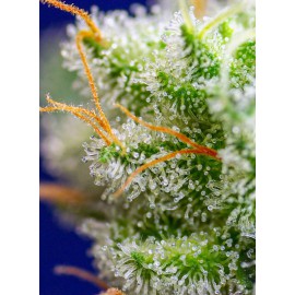 Semilla Sweet Zenzation (x3+1) Fem | Sweet Seeds