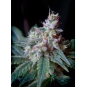 Semilla Cream Caramel (x3+1) | Sweet Seeds