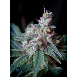 Semilla Cream Caramel (x3+1) | Sweet Seeds