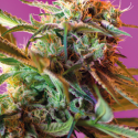 Wild Rose Feminizada (3+1)  Sweet Seeds