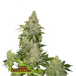 Sherbet (x3) Auto - Seed Stockers