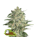 Semilla Big Bud Fem (x3) Seed Stockers
