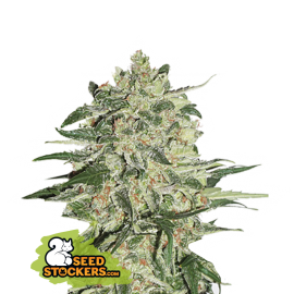 Semilla Big Bud Fem (x3) Seed Stockers