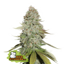 Semilla Gorilla Glue Fem (x3) Seed Stockers