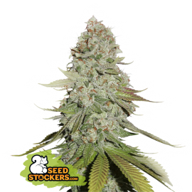 Semilla Gorilla Glue Fem (x3) Seed Stockers