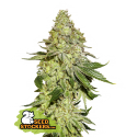 Semilla Sherbet (x3) Fem | Seed Stockers
