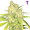 Semilla Auto Cheese XL a Granel | Tricomar Growshop