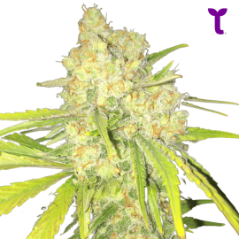 Semilla Auto Cheese XL a Granel | Tricomar Growshop