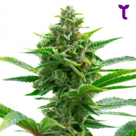 Semilla Critical Daddy Fem a Granel | Tricomar Growshop
