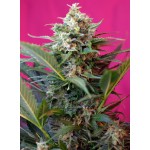 Big Devil XL Auto (x3+1) - Sweet Seeds