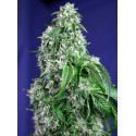 Semilla Big Devil F1 (x3 +1) | Sweet Seeds
