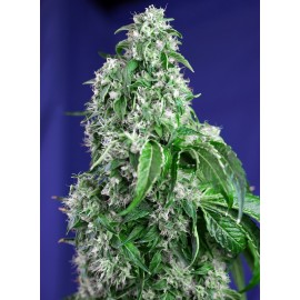 Semilla Big Devil F1 (x3 +1) | Sweet Seeds