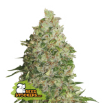 BCN Critical XXL Fem (x3) - Seed Stockers