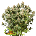 Semilla Moby Dick Fem (x3) Seed Stockers