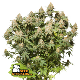 Semilla Moby Dick Fem (x3) Seed Stockers
