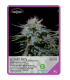 Semilla Amnesia Berry F1 (x3) Unknown Seeds