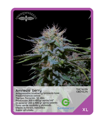 Semilla Amnesia Berry F1 (x3) Unknown Seeds