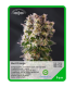 Semilla Bud Orange (x3) Unknown Seeds