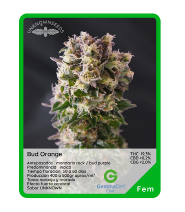 Semilla Bud Orange (x3) Unknown Seeds