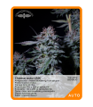 Cheese Auto UNK (x3) - Unknown Seeds