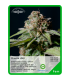Semilla Cheese UNK (x3) Unknown Seeds