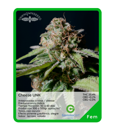 Semilla Cheese UNK (x3) Unknown Seeds