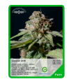 Cheese UNK (x3) - Unknown Seeds