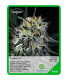 Semilla Critikal N°1 (x3) Unknown Seeds