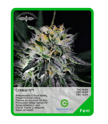 Semilla Critikal N°1 (x3) Unknown Seeds