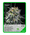 Critikal N°1 (x3) - Unknown Seeds