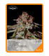 Semilla Fat Dwarf Auto (x3) Unknown Seeds