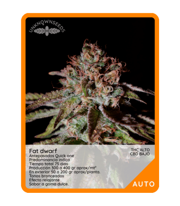 Semilla Fat Dwarf Auto (x3) Unknown Seeds