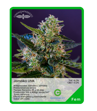 Semilla Jamaika UNK (x3) Unknown Seeds