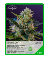 Jamaika UNK (x3) - Unknown Seeds