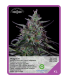 Semilla Magnum F1 (x3) Unknown Seeds