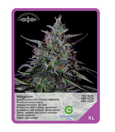 Semilla Magnum F1 (x3) Unknown Seeds