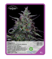 Magnum F1 (x3) - Unknown Seeds