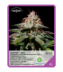 Semilla Northern Light F1 (x3) Unknown Seeds