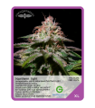 Northern Light F1 (x3) - Unknown Seeds
