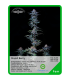 Semilla Stupid Berry (x3) Unknown Seeds