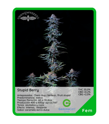 Semilla Stupid Berry (x3) Unknown Seeds