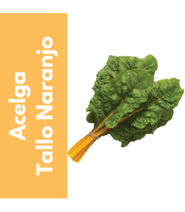 Semillas de Acelga Tallo Naranjo | Tricomar Growshop