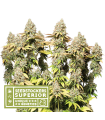 Rucu Cucu OG® Auto (x3) - Seed Stockers