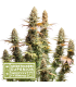 Semilla Triton Biscotto Lime Fem (x3) | Seed Stockers